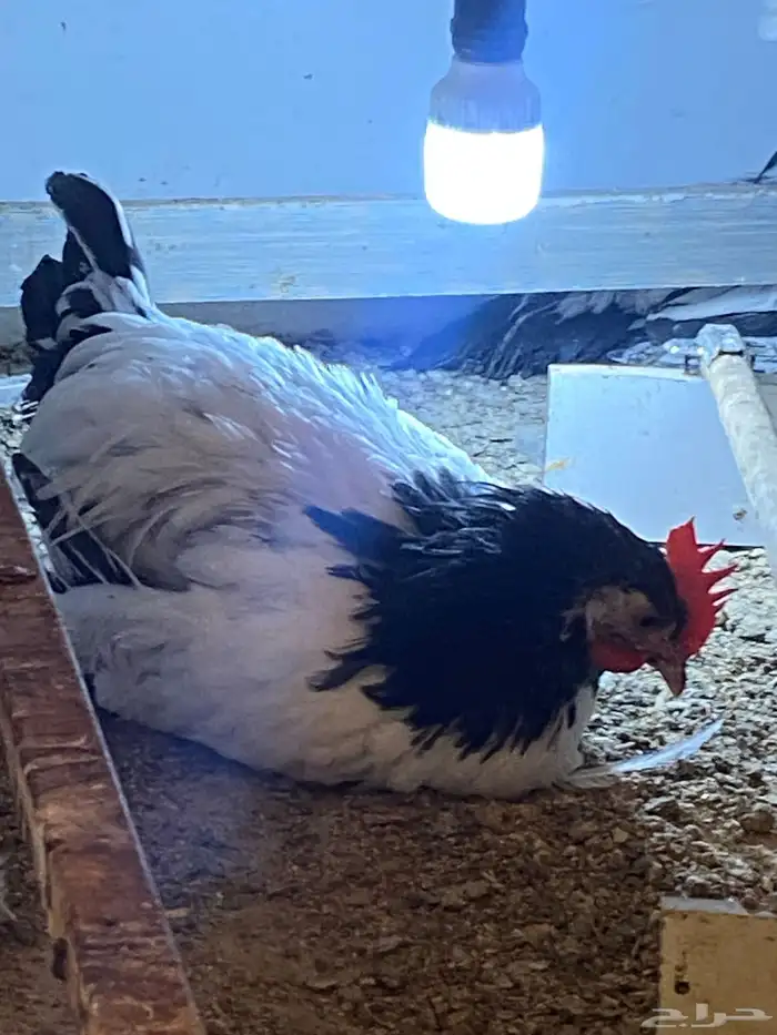 دواجن كلها ديوك زينه لافندر 10