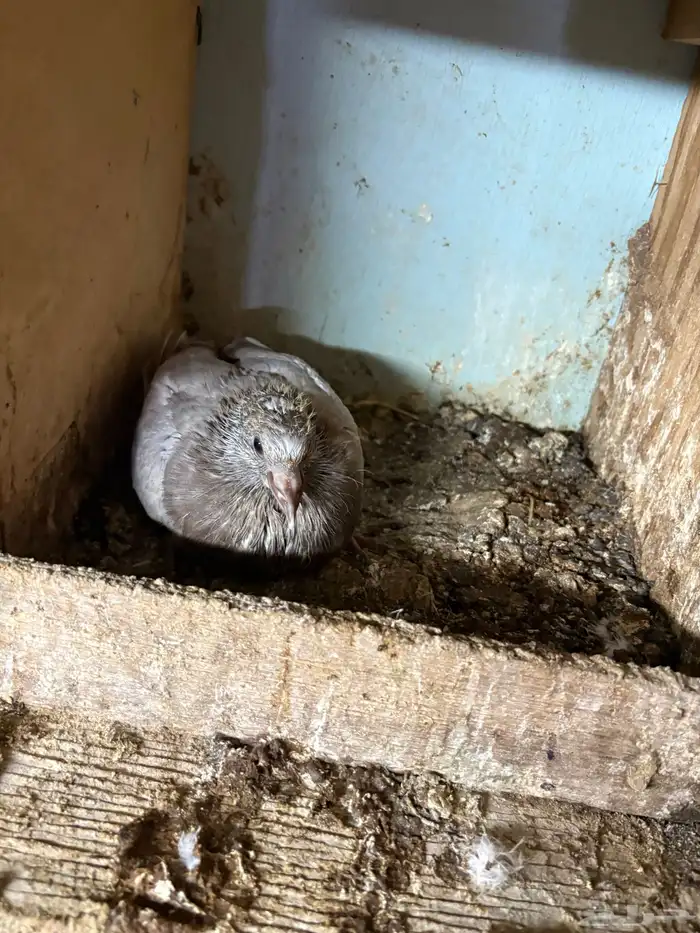 بصايص حمام لاحم 4