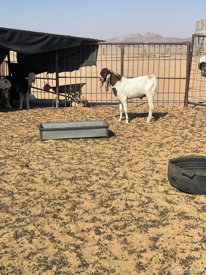 للبيع تيس بورقوت ثني مشروط شرط وطيبب ومنتج 1