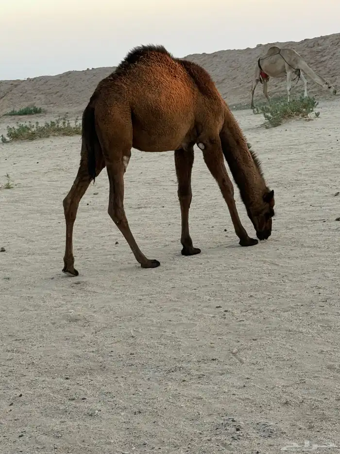 قعود وبكره العمر 10 شهور و فيها 1