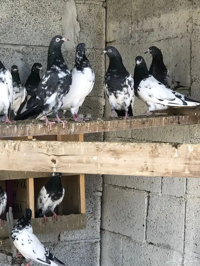 حمام باكستاني تيدي بيور 6