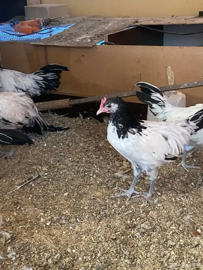 دواجن كلها ديوك زينه لافندر 20