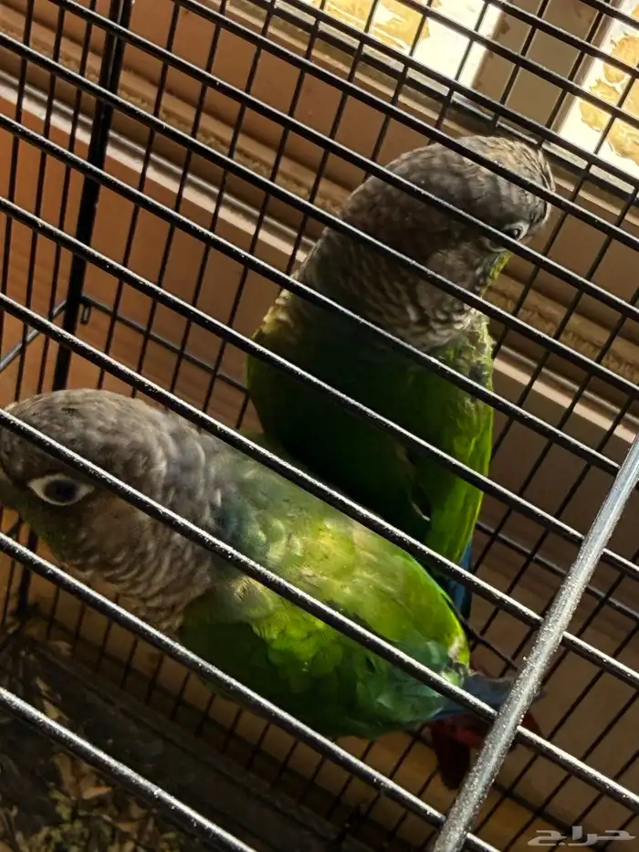 جوز كنيور قرين شيك 0