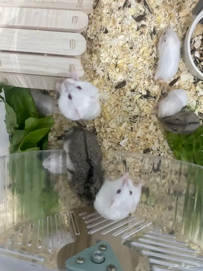 هامستر روسي منتج 2