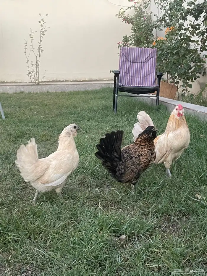 بيض دجاج زينة مخصب بإذن الله 0