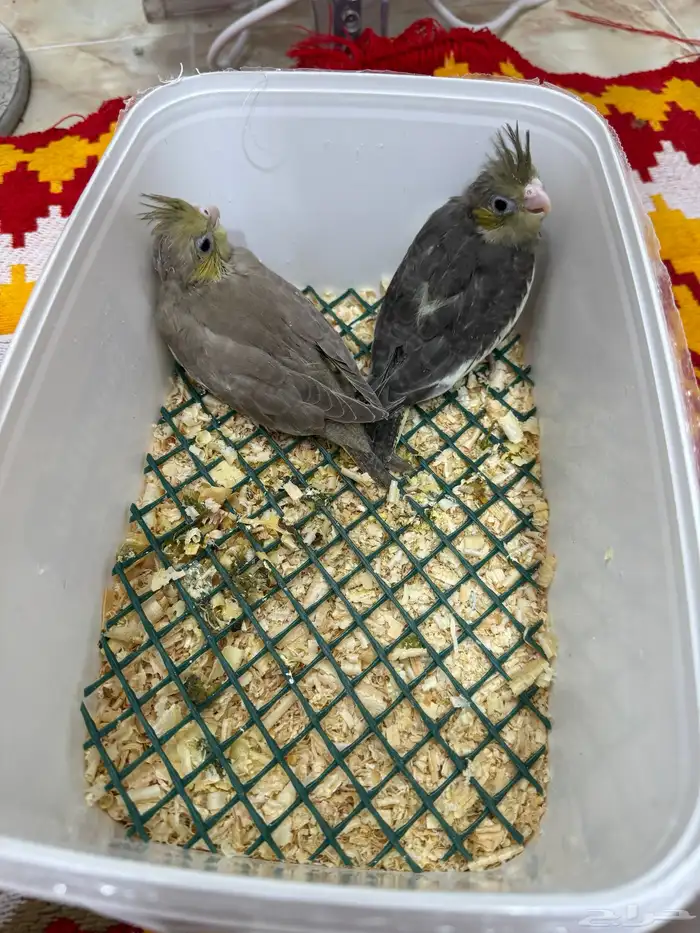 فروخ كروان 0