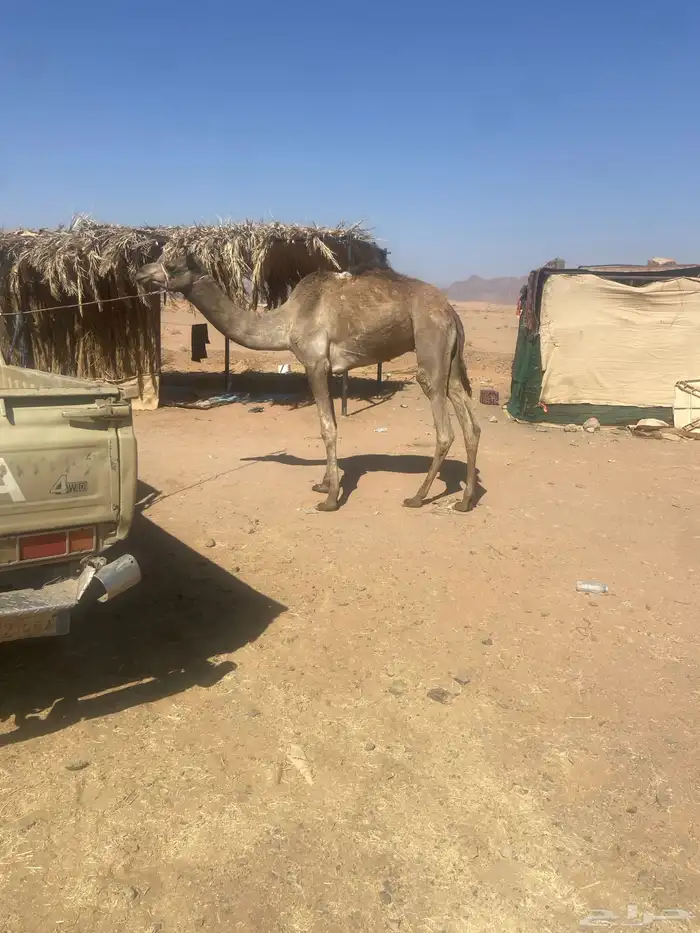 للبيع قعود لقي 1