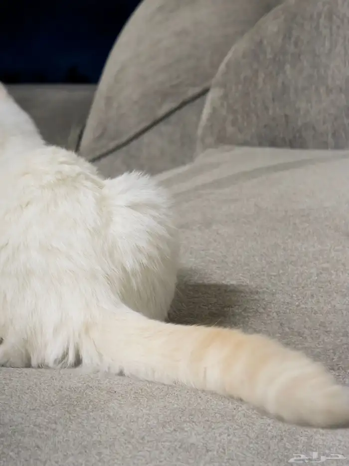 كتن سكوتش ستريت 5