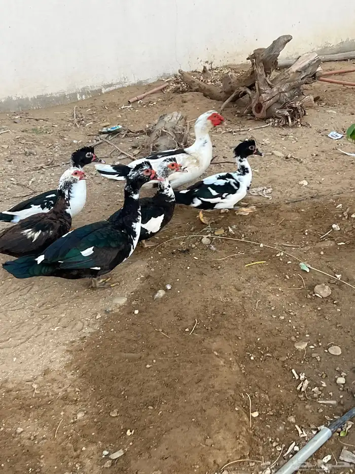 بط مصري الموقع المظيلف 2