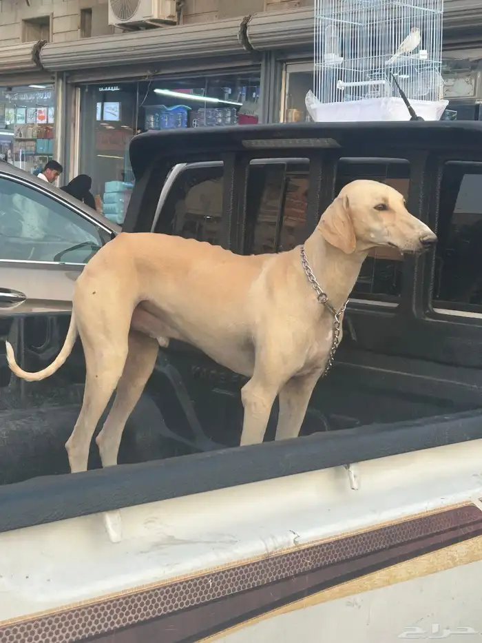 سلوقي ساحلي 1