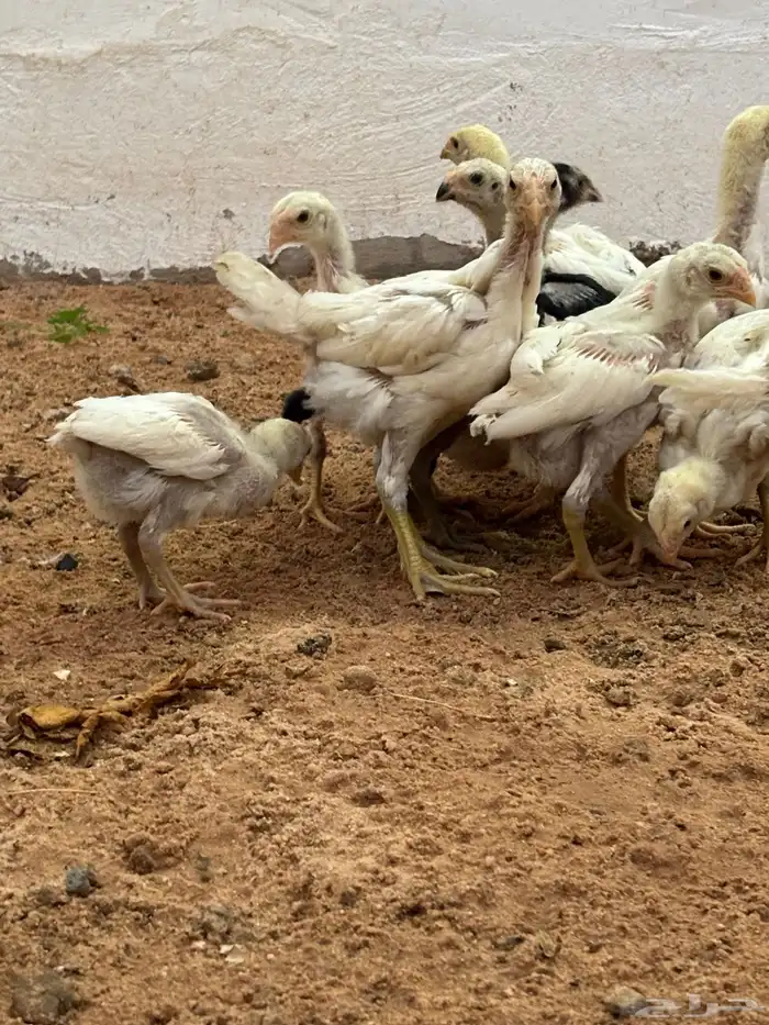 صوص دجاج فارسي حجازي 3