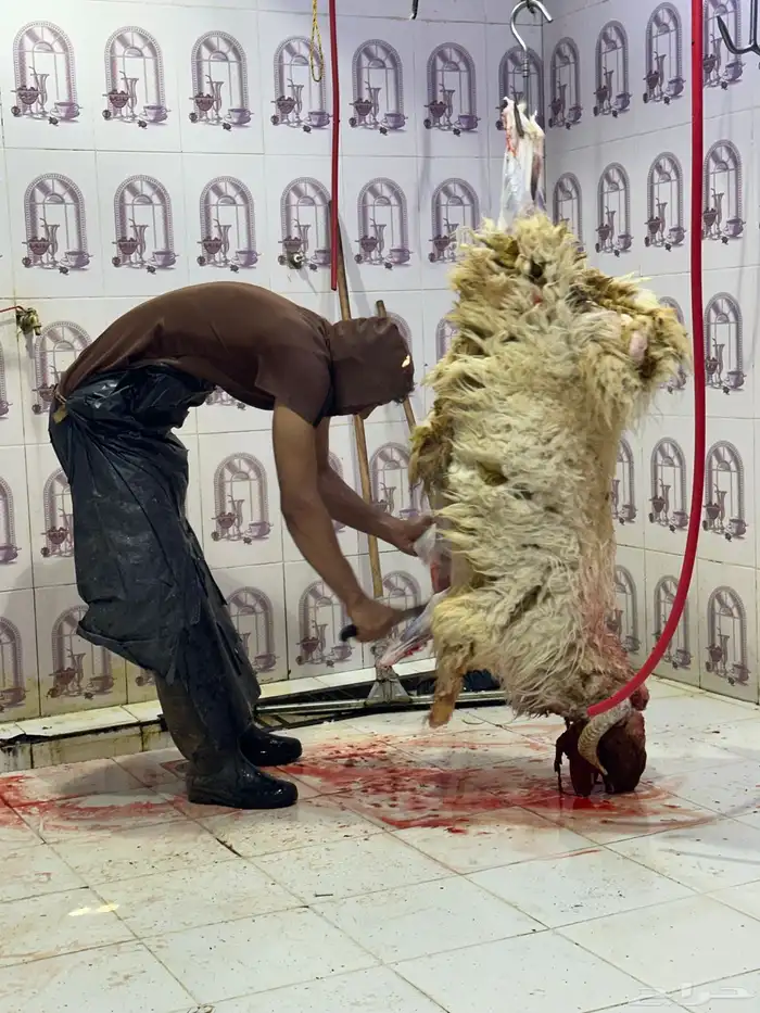 خرفان نعيمي ذبح وتوصيل 0