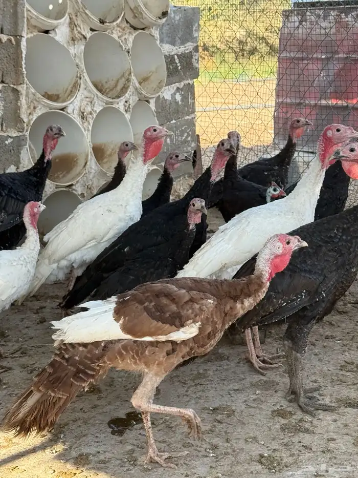 دجاج رومي للبيع 2