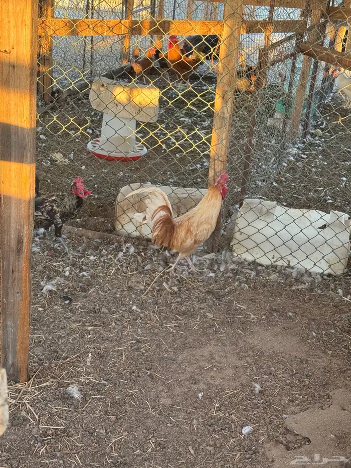 للبيع ديك لوهمان العمر سنه 0