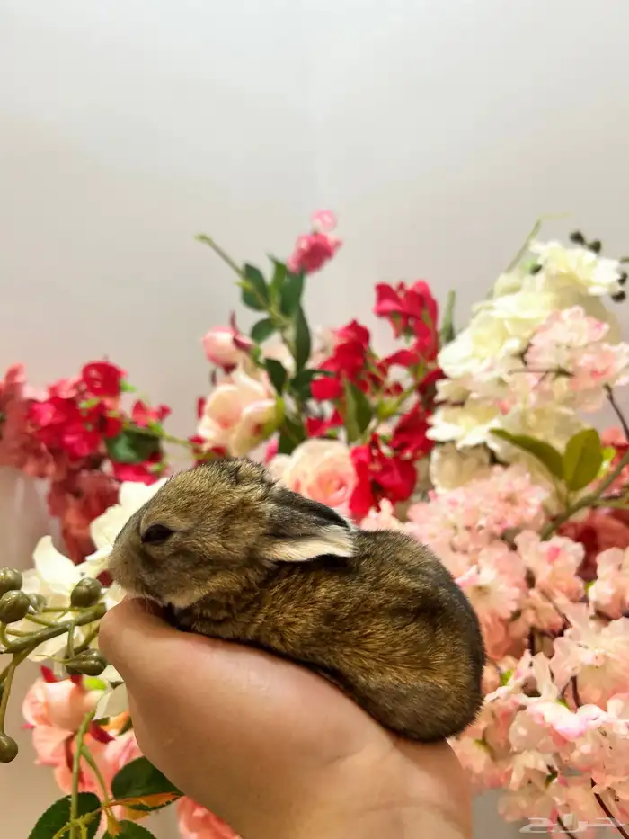 أكيت ارانب نذر لاند الهولندية القزمية 0