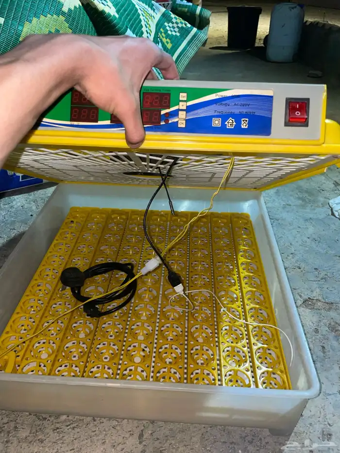 فقاسه عون المربي 98 بيضة 3