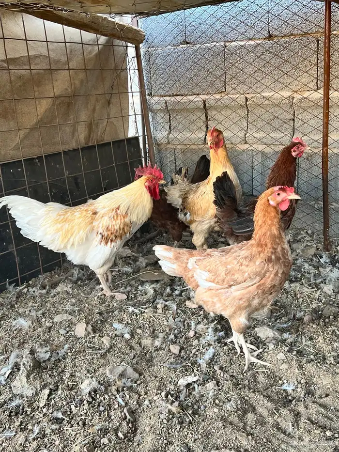 للبيع ديك دجاج جروم طيبه 2