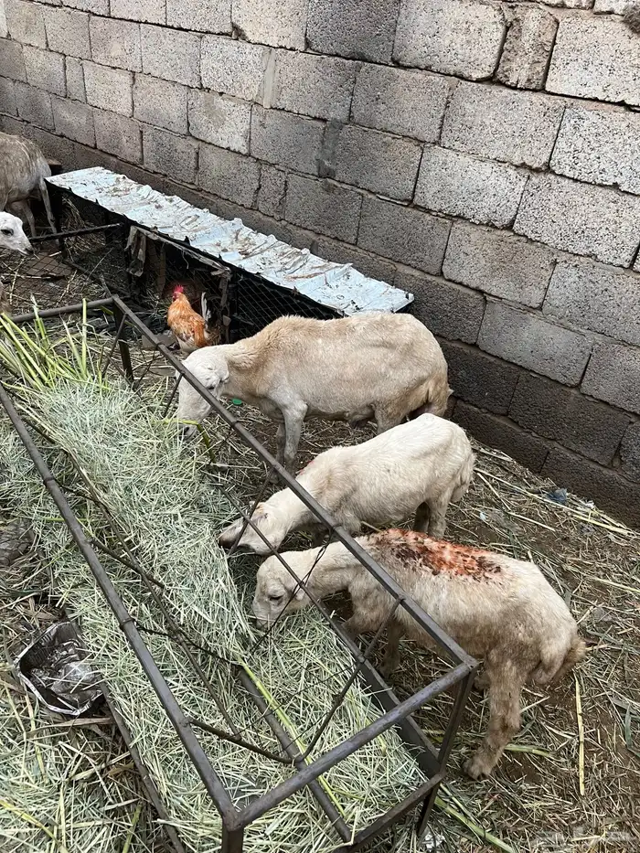 كباشي بلدي 5