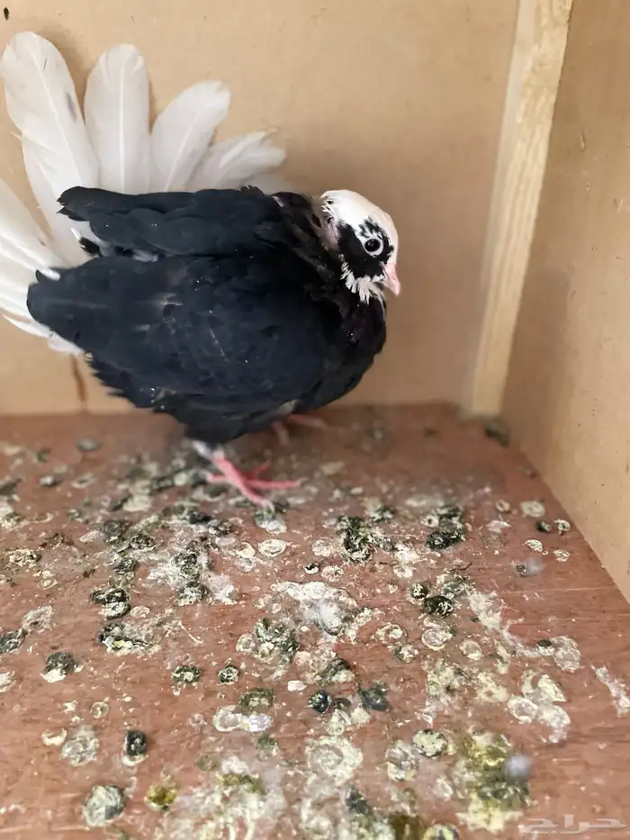 حمام قطايف 2