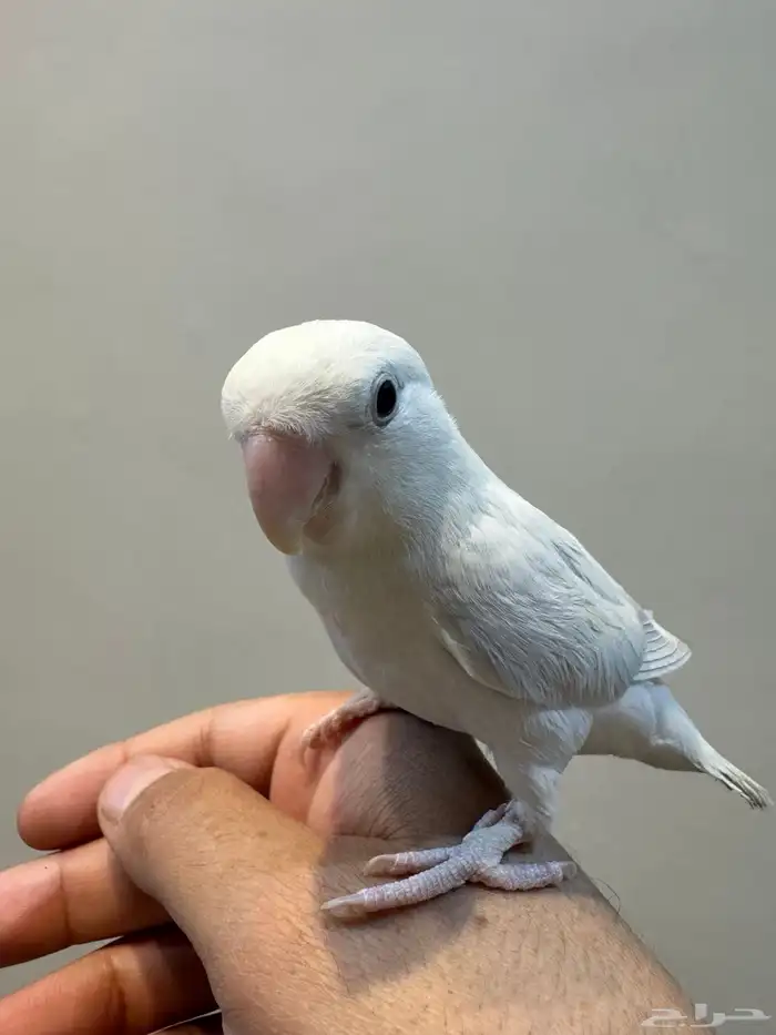 فروخ روز أليفه 7