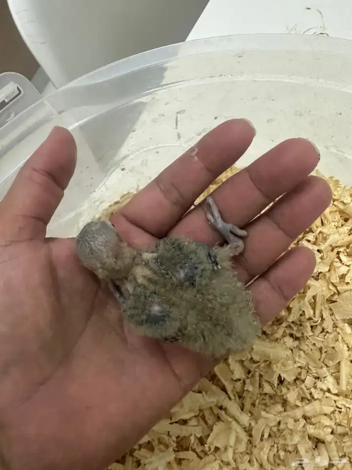 للبيع فيشر غر ب 50 و 70 تم البيع 0