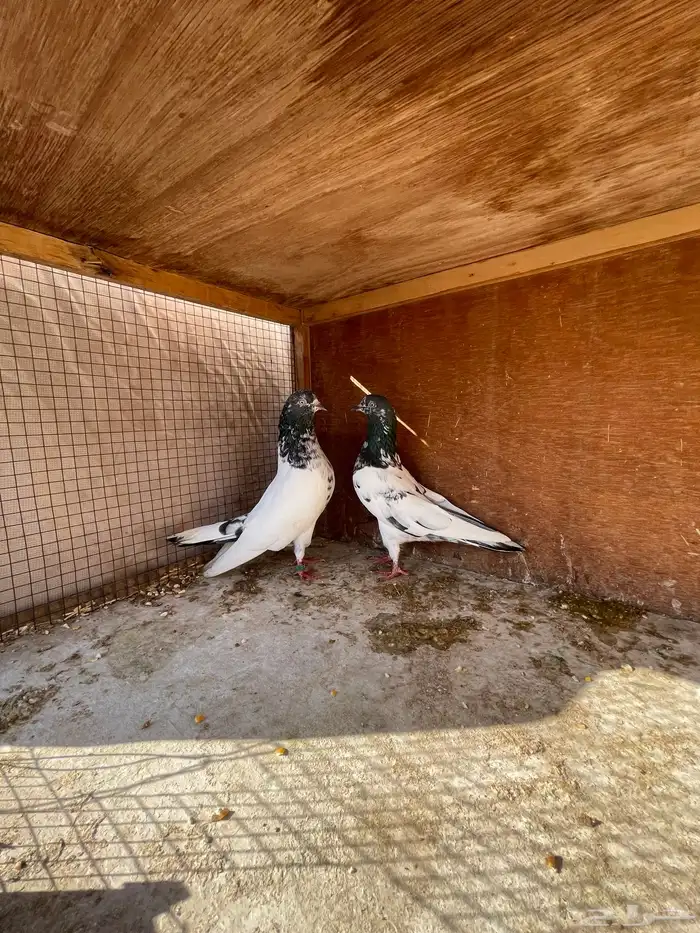 حمام باكستاني منتج 1