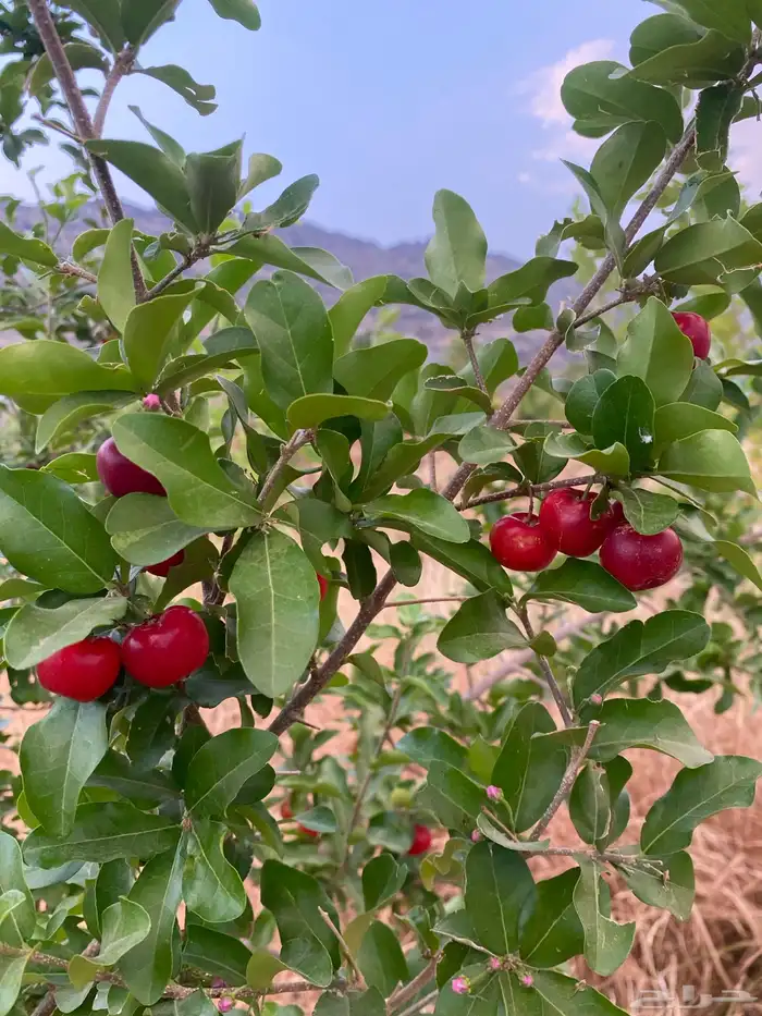 شتلات كرز بربادوس 0