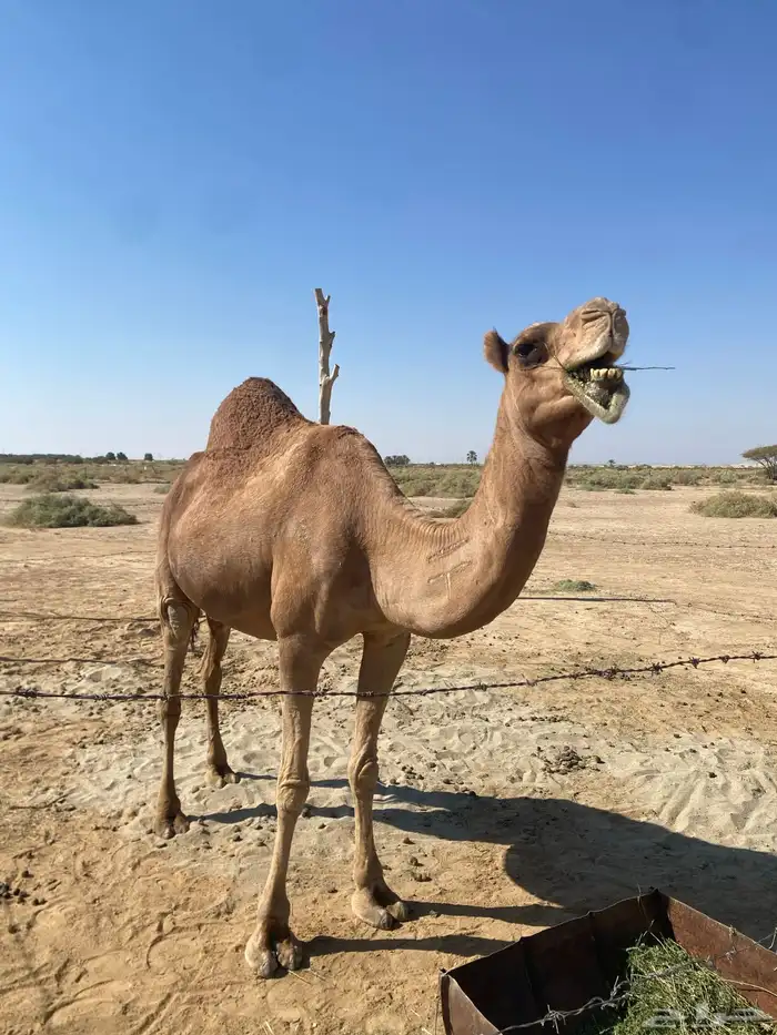 خلفه حمراء ساحليه 7