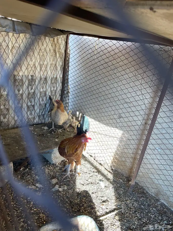 دجاج بلدي وبراهما 5