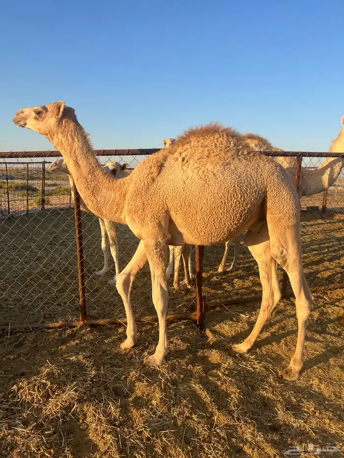 قعدان   حشو   حيران للبيع 2