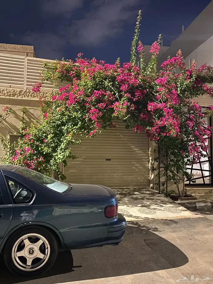 كابرس ss كلاسيك 1