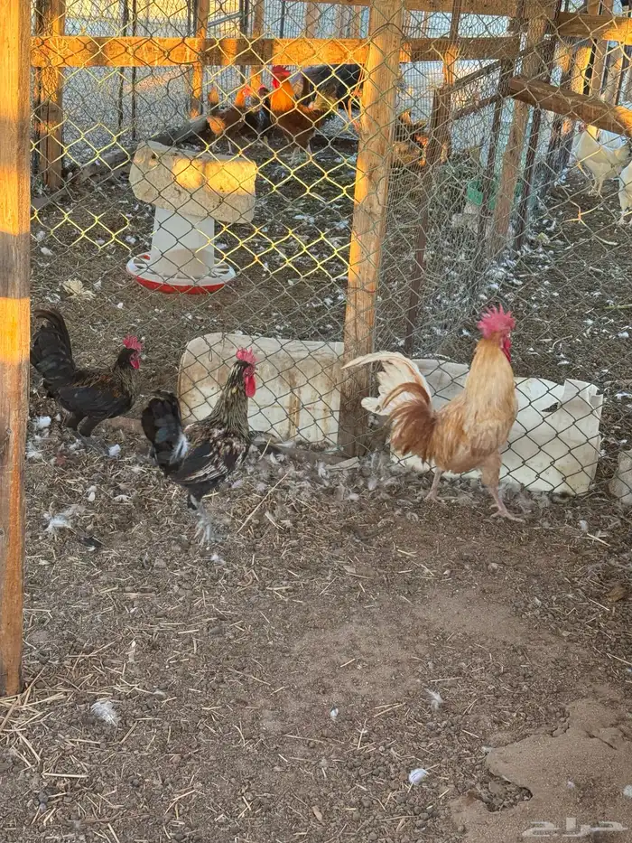 للبيع ديك لوهمان العمر سنه 1