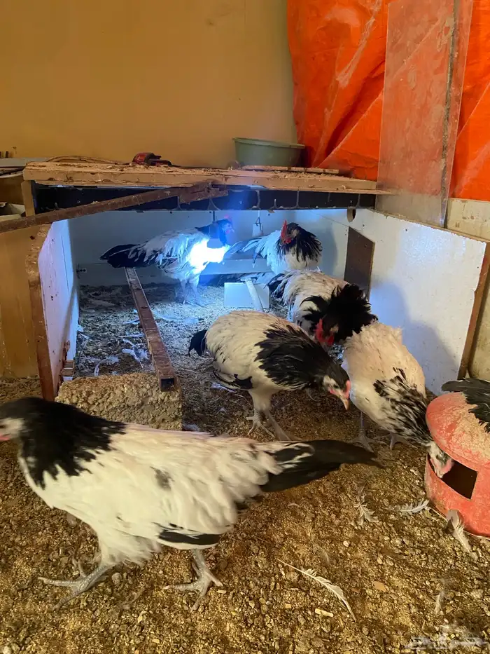 دواجن كلها ديوك زينه لافندر 1