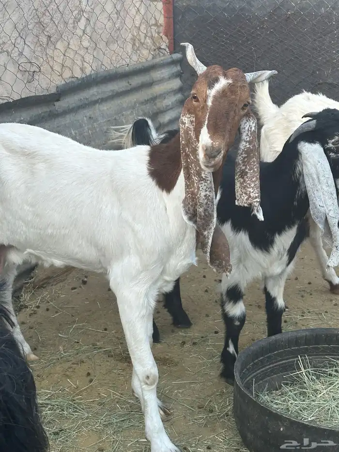 معزاء العدد 5 وتيس تام حار 6