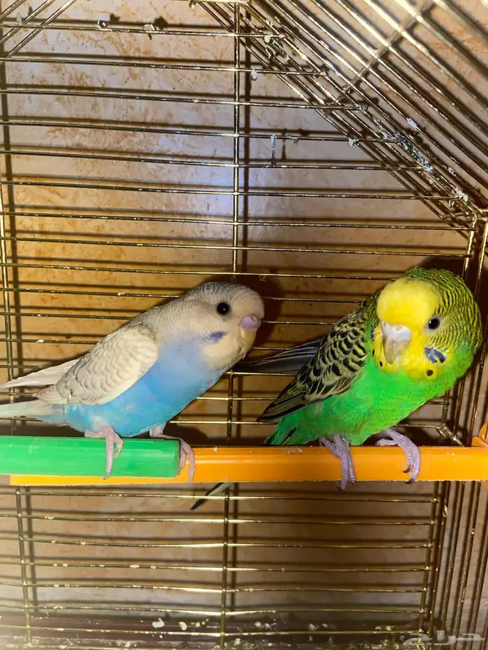 طيور البادجي 0