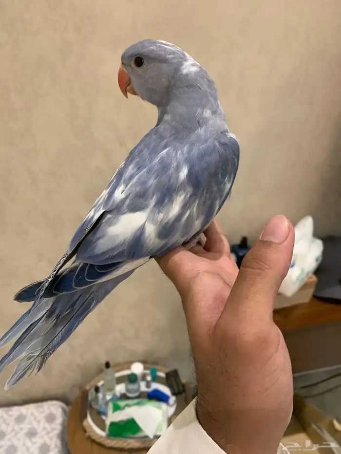 دره هولندي ابرق. تم البيع 1