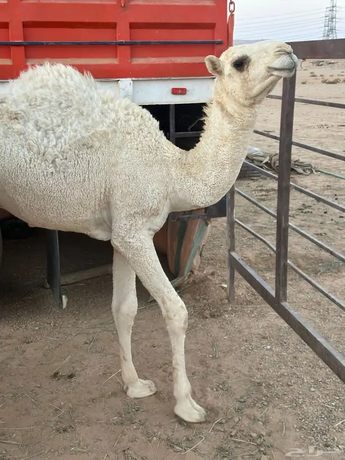 قعود مفرود 2