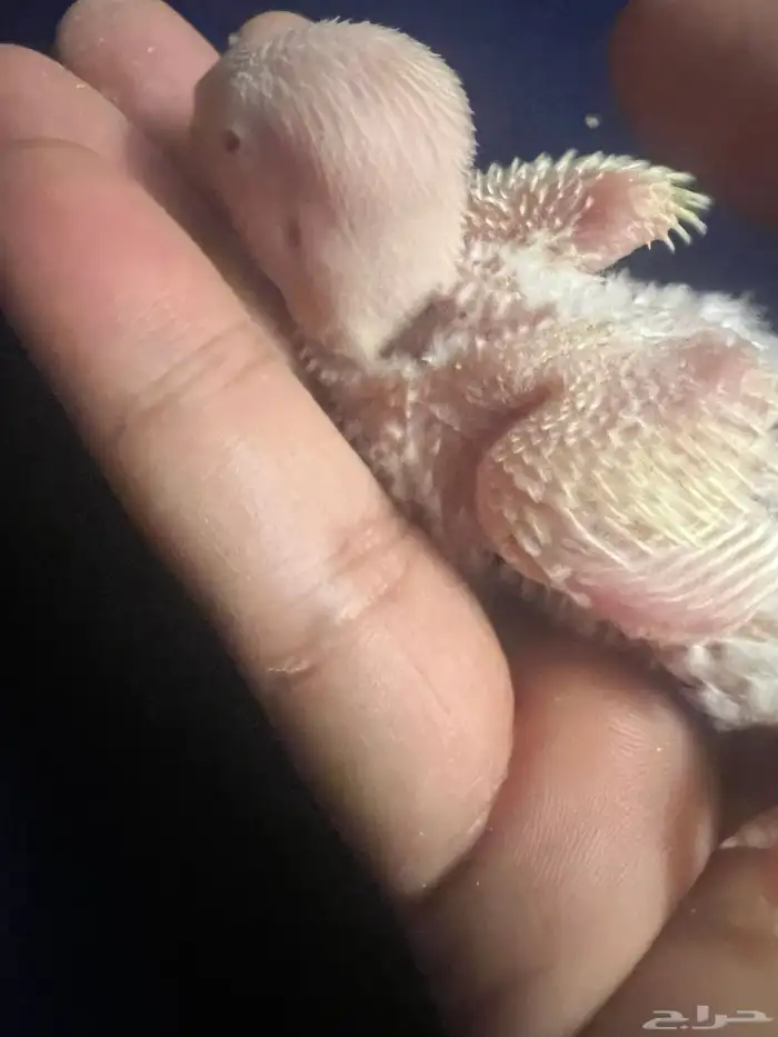 فرخ روز للبيع 1