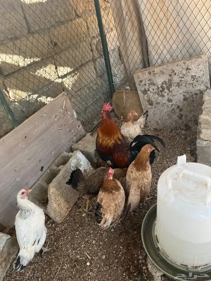 دجاج بلدي موقع وادي بن هشبل 3