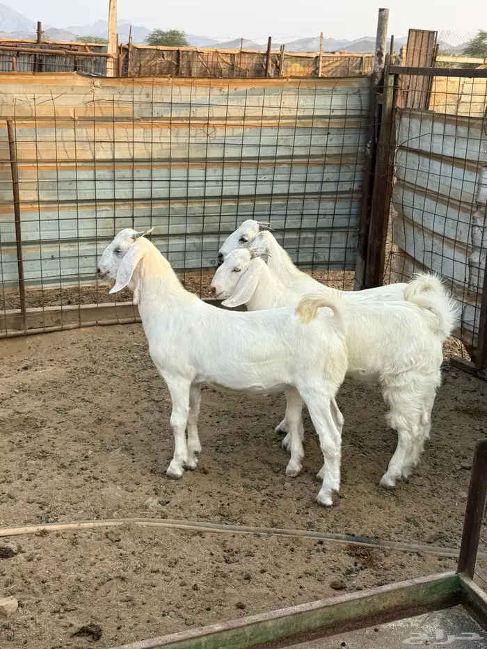 تيوس مقفله 1