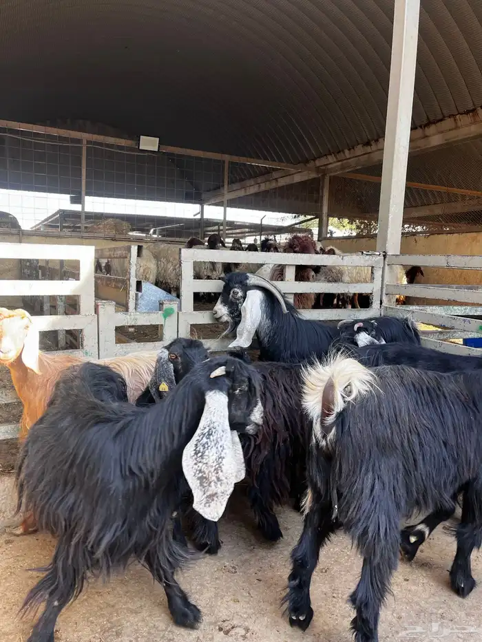 معزا عوارض 0