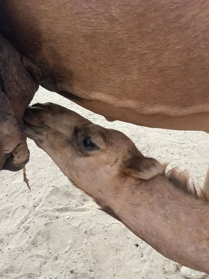 قعود وبكرتين على اللبن للبيع 5