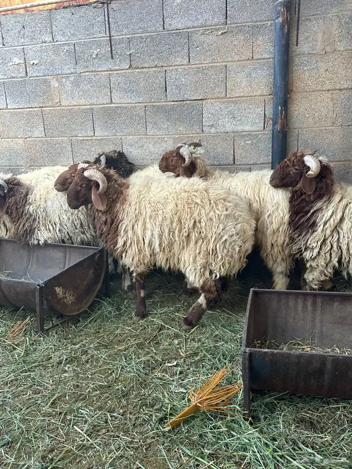 خرفان نعيمي ارخص سعر 4