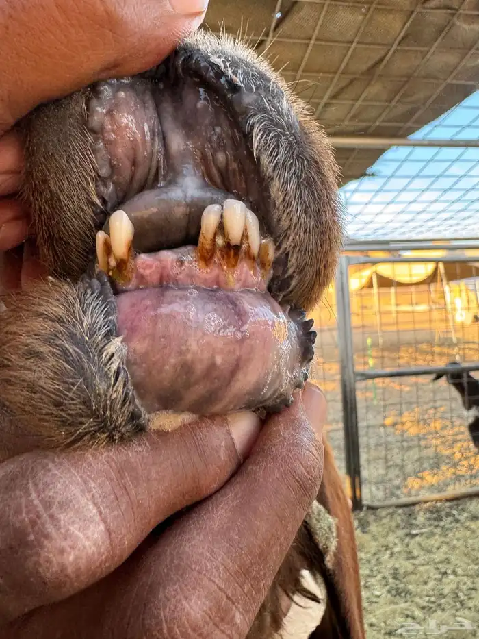 نعيمي متابيع 3