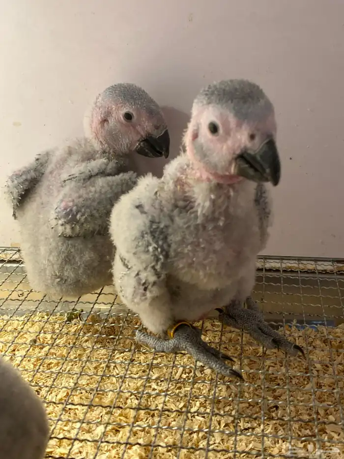 فروخ كاسكو 1