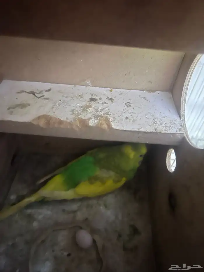 زوج طيور الحب 1