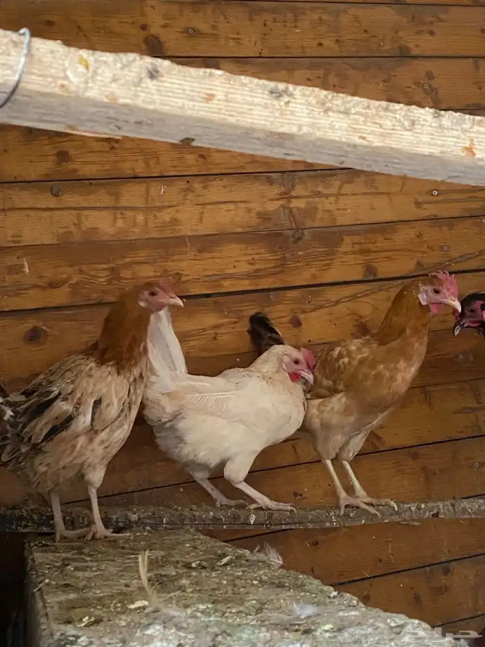 دجاج بلدي بياض 4