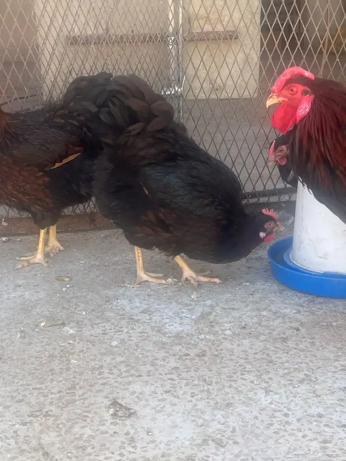 دجاج وايندوايت للبيع 10