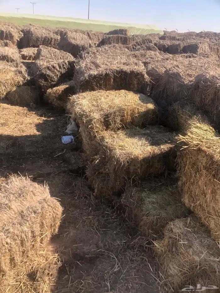 علف بلوبنك صافي حويل 0