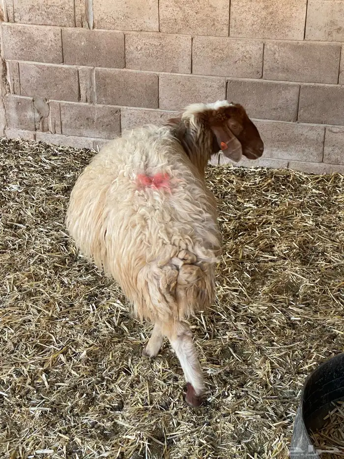 نعيمه دافع 0